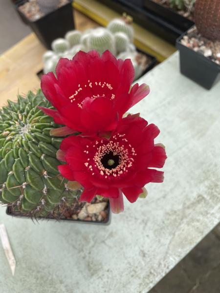 Lobivia cinnabarina